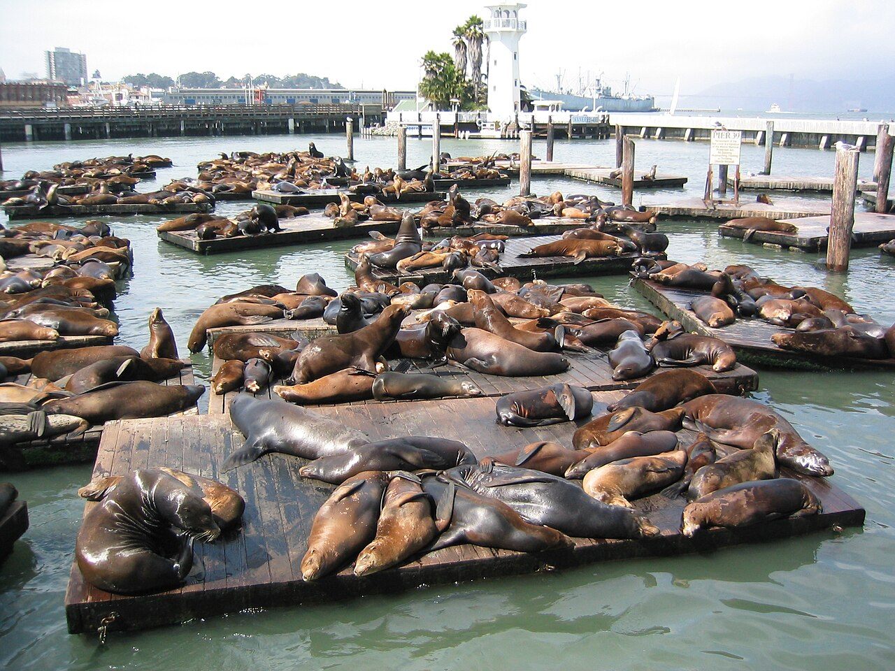 Pier 39 Sea Lions — San Francisco